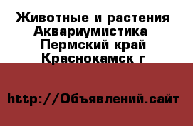 Животные и растения Аквариумистика. Пермский край,Краснокамск г.